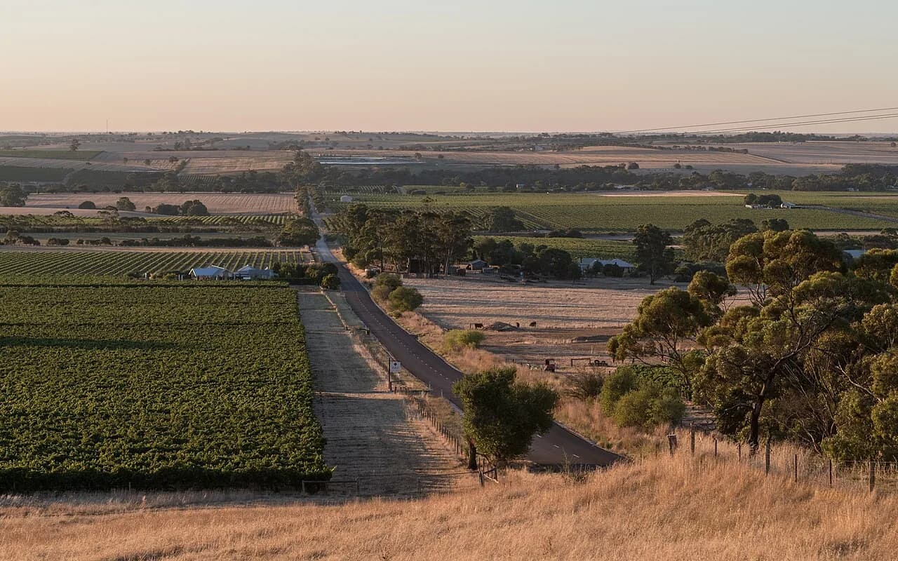 Vineyards beside Rifle Range Road in the Barossa Valley, South Australia