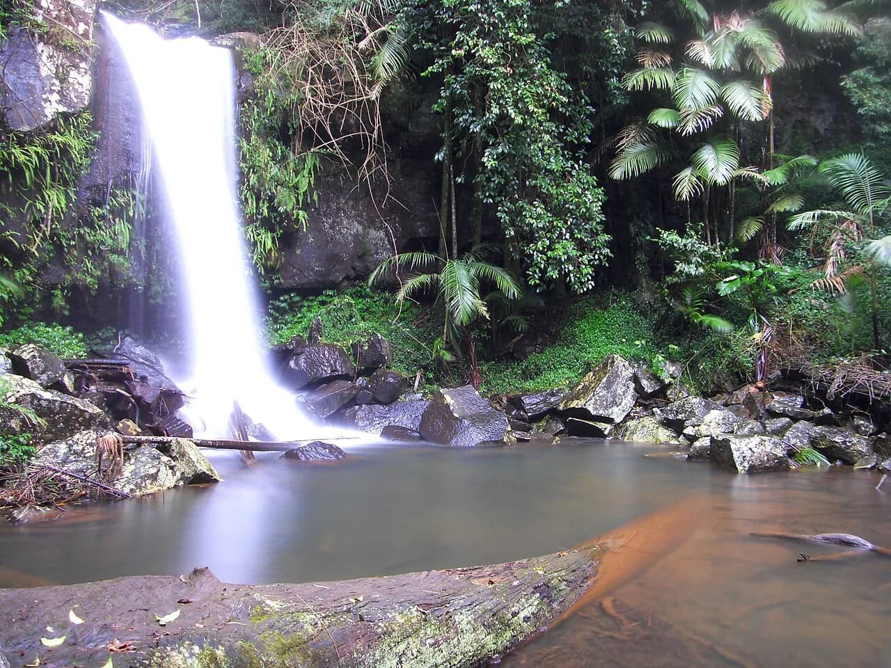 Curtis Falls surrounded by rainforest on Tamborine Mountain, Queensland